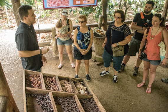 Tour del Chocolate en el Bosque LLuvioso